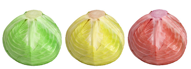 the cabbage - green, red, yellow