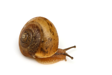 A common garden snail isolated on white background.