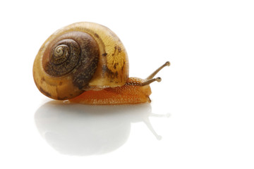 A common garden snail isolated on white background.