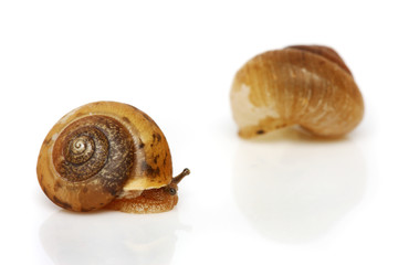 A snail and shell isolated on white background.