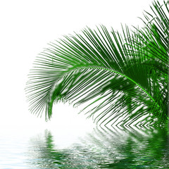 Fototapeta premium palme verre vert