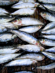 sardinas