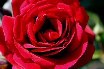 Naklejka premium rose