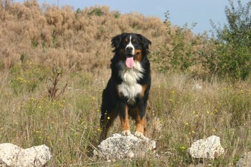 bouvier bernois grimpé sur un rocher