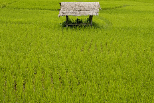 Reisfeld in Laos