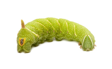 Lime Hawk-moth caterpillar in front of a white background