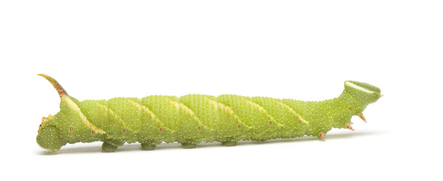 Lime Hawk-moth caterpillar in front of a white background