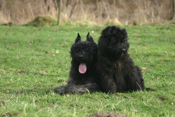 bouvier des flandres couchés dans l'herbe