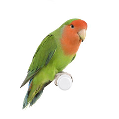 Peach-faced Lovebird in front of a white background