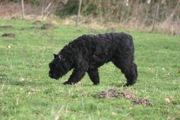 Fototapeta premium bouvier des flandres nounours marchant à la campagne