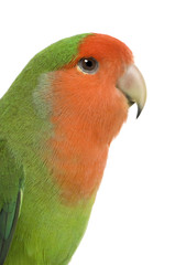 Peach-faced Lovebird in front of a white background