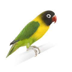 Masked Lovebird in front of a white background