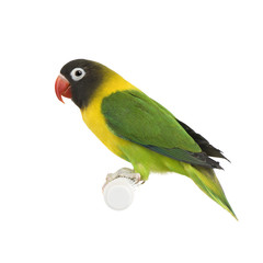 Masked Lovebird in front of a white background