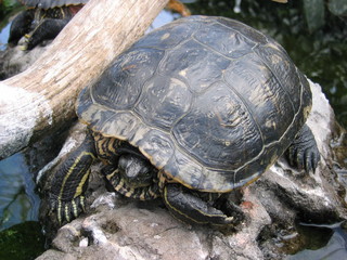tortuga