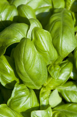 basil