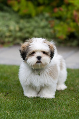 Lhasa apso puppy © Ruth Black