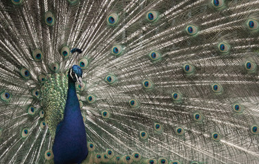 Obraz premium Peacock