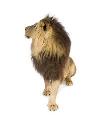 Lion (4 and a half years) in front of a white background