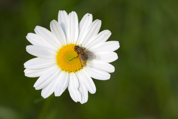 Obraz premium The fly sitting on a camomile on a green background