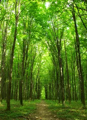 Tragetasche Wald © Pakhnyushchyy