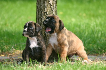 boxer chiot montant la garde d'un arbre © Dogs