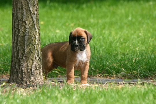 boxer timide sort de sa cachette