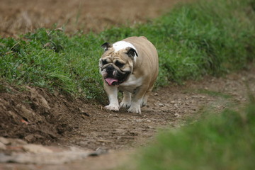 Fototapeta premium bulldog anglais c'est encore loin ?