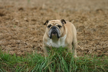 Fototapeta na wymiar bulldog anglais à la campagne
