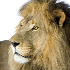 Lion (4 and a half years) in front of a white background