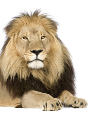 Lion (4 and a half years) in front of a white background