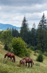 Fototapeta na wymiar Horses group on green mountainside (Carpathian, Ukraine).