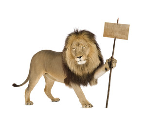 Lion (4 and a half years) in front of a white background © Eric Isselée