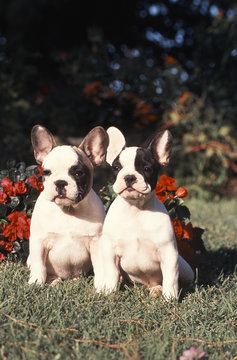 bouledogues rigolos