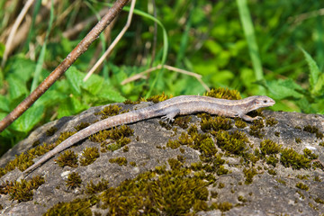 Close-up of lizard on stone