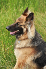 German shepherd in the countryside