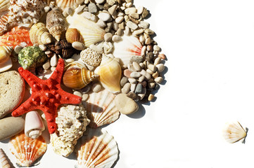 Obraz premium star and seashells background