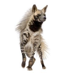 Striped Hyena in front of a white background