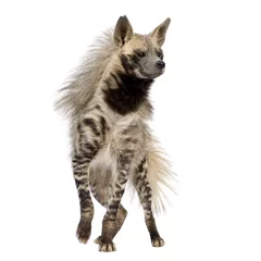 Foto op Plexiglas Gestreepte hyena voor een witte achtergrond © Eric Isselée