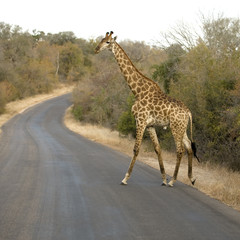 Griraffe crossing the road