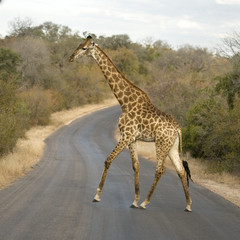 Griraffe crossing the road