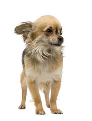 chihuahua (2 years) in front of a white background