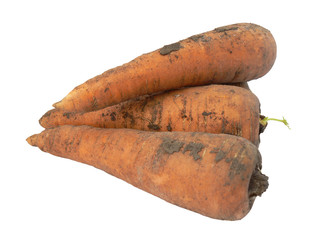 Carrots on white background