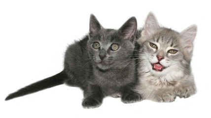 Two kittens on a white background.
