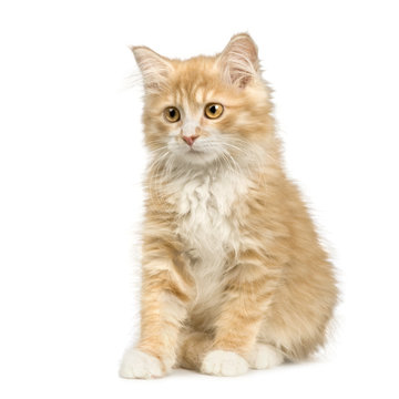Siberian cat (12 weeks) in front of a white background