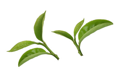 Fototapeta na wymiar liści herbaty