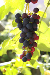Rote Weintrauben