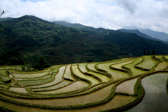 Rizi&egrave;res chinoise (Yunnan - Chine)