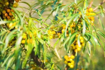 Sea-buckthorn berries on a branch.