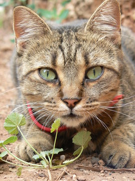 Chat &agrave; l'affut