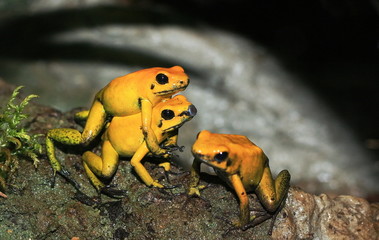yellow tree frogs copulating